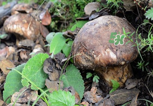 松茸是什么东西有什么功效,松茸是什么东西
