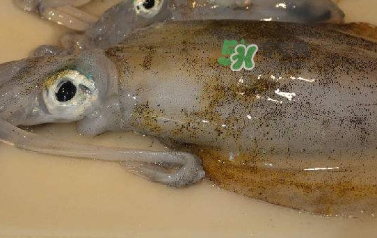 新鲜鱿鱼怎么做好吃,新鲜鱿鱼怎么做