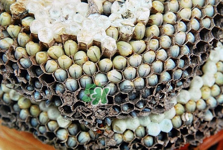 蜂蛹泡酒的制作方法和功效作用,蜂蛹酒的功效和作用,蜂蛹泡酒的功效