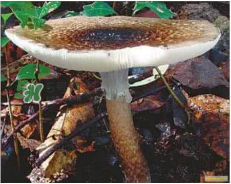 鹅膏菌能吃吗,可食用鹅膏菌