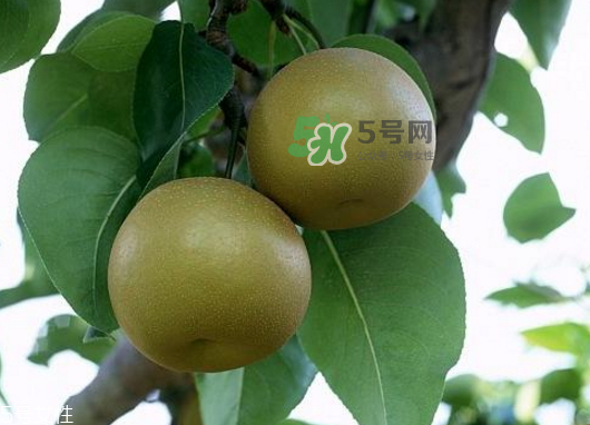 刺梨的功效和作用,雪梨干功效和作用及食用方法 刺梨的功效和作用,雪梨干功效和作用及食用方法