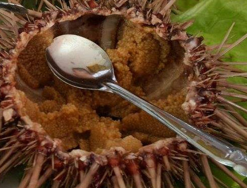 婴儿能不能吃海胆蒸蛋,婴儿能不能吃海胆