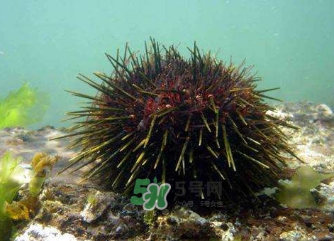 孕妇可以吃海鲜吗?,孕妇可以吃海胆吗?