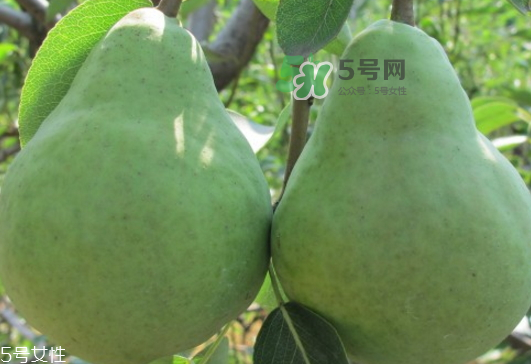 梨属于热性还是凉性,梨属于凉性还是热性水果