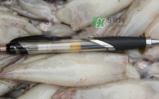 笔管鱼是什么鱼,笔管鱼学名叫什么 笔管鱼是什么鱼,笔管鱼学名叫什么