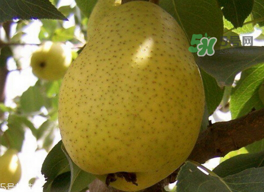 巴梨是什么梨,什么梨是什么