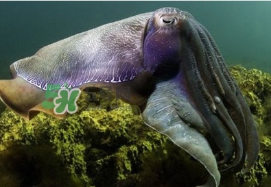 章鱼是墨鱼吗?,墨鱼是章鱼类吗