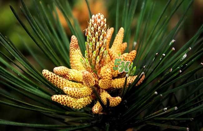 孕妇吃松花粉的好处,松花粉有助于怀孕吗