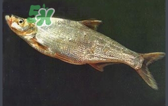 刁子鱼是秋刀鱼吗,秋刀鱼还叫什么鱼 刁子鱼是秋刀鱼吗,秋刀鱼还叫什么鱼