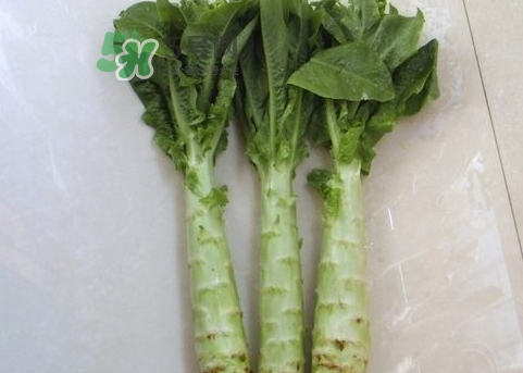 莴笋不能和什么一起吃/同吃,莴笋不能和什么一起吃,莴笋和什么相克