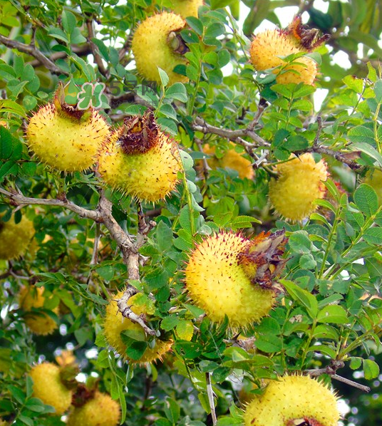 刺梨可以长期泡水喝吗,刺梨泡茶喝的好处和害处