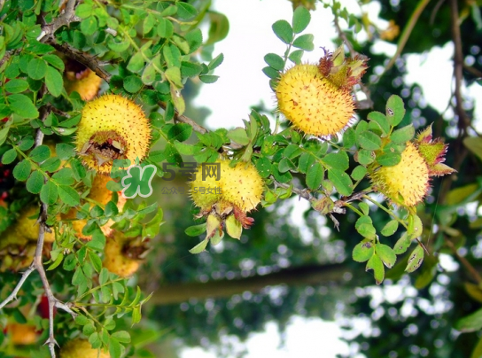 血压高刺梨泡水喝管用吗,刺梨可以降血压吗 血压高刺梨泡水喝管用吗,刺梨可以降血压吗