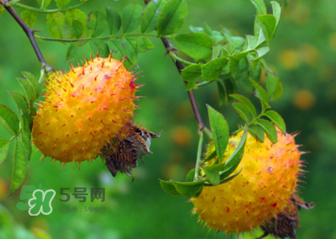 刺梨的吃法,刺梨如何食用 刺梨的吃法,刺梨如何食用