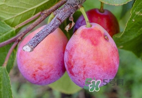 西梅李子多少钱一斤,西梅李子图片