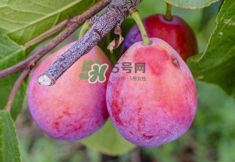 新鲜西梅怎么保存时间长,新鲜西梅怎么保存久一点