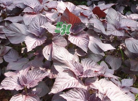 紫苏叶不能和什么同吃,紫苏不可以和什么一起吃