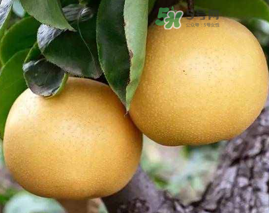 丰水梨和雪梨哪个好,丰水梨和雪梨哪个好吃 丰水梨和雪梨哪个好,丰水梨和雪梨哪个好吃