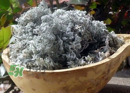 白蒿的功效和作用吃法,白蒿什么功效