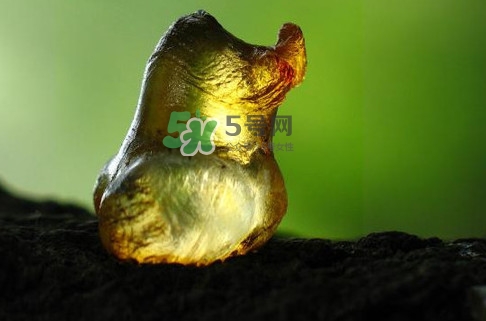 桃胶是几月份采摘,桃胶的采摘季节是什么时候 桃胶是几月份采摘,桃胶的采摘季节是什么时候