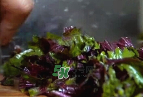 紫苏叶泡水喝有什么功效,干紫苏叶泡水的功效和作用及食用方法