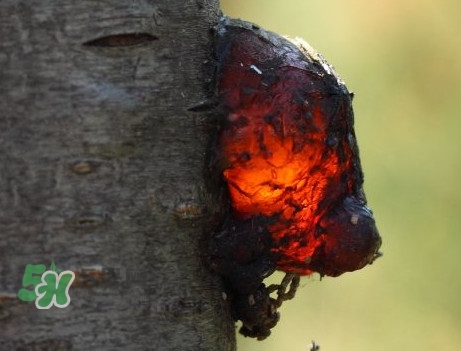 桃胶什么时候采摘最好32路的终点站是在什么地方,桃胶一般什么时候采摘