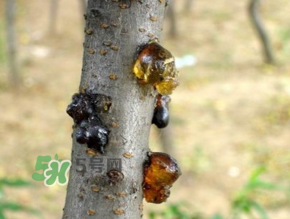 桃胶是桃树上的胶吗可以吃不,桃胶是桃树上的胶吗?直接拿来吃 桃胶是桃树上的胶吗可以吃不,桃胶是桃树上的胶吗?直接拿来吃