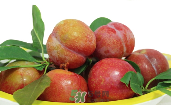 芙蓉李甜吗?,李芙蓉的资料