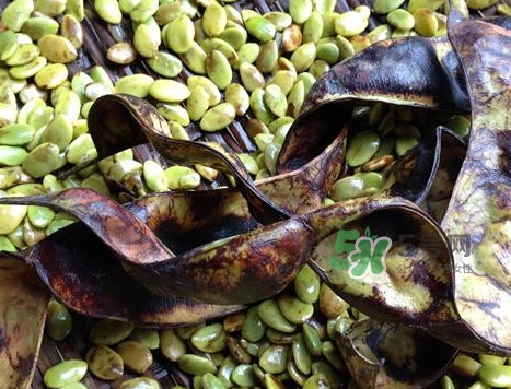 皂角米有美容的功效吗,皂角米真的可以美容养颜吗