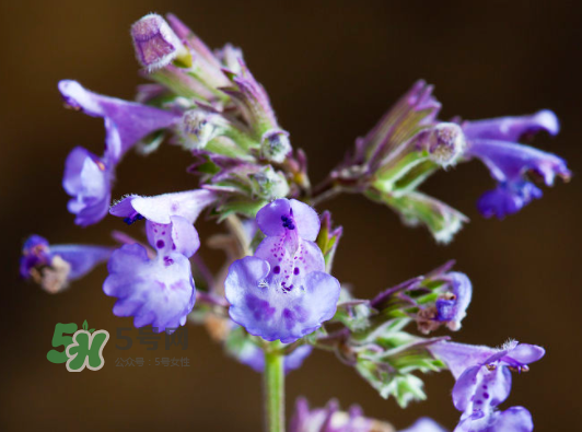 猫薄荷人能吃吗,人吃的薄荷猫能不能吃 猫薄荷人能吃吗,人吃的薄荷猫能不能吃