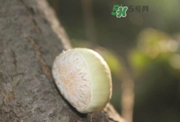 新鲜板栗的保存方法,板栗如何保鲜贮藏