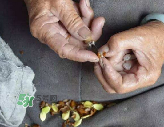 皂角米是怎样剥出来的,皂角米怎么剥皮