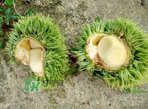 新鲜板栗可以怎么吃,板栗怎样吃好