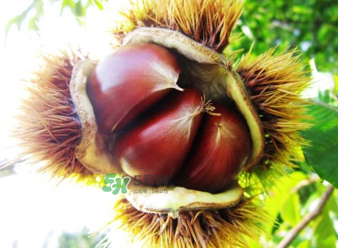 板栗补肾阳虚还是肾阴虚,板栗是不是补肾的吗