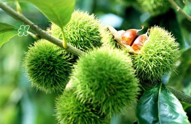 板栗放时间长了还能吃么,板栗放久了变干了能吃吗