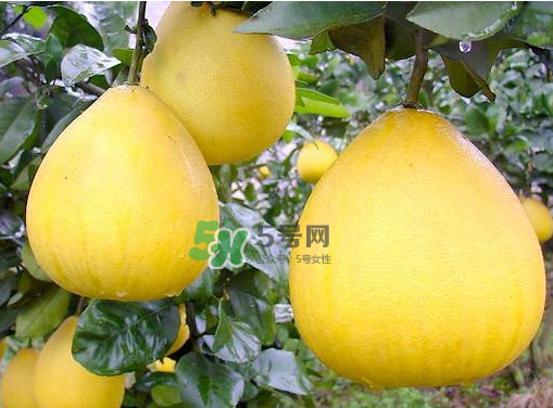 文旦柚多少钱一斤,橙子的价格多少钱一斤