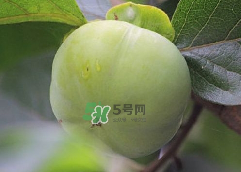 柿子叶子有降糖作用吗,柿子叶能降血糖吗