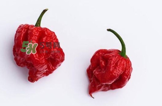 死神辣椒辣死过人吗,死神辣椒有多辣