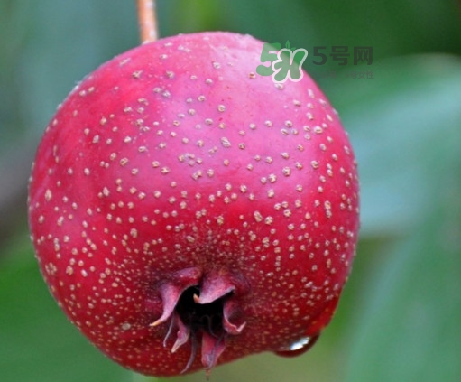 山楂是什么季节的水果?,山楂是什么季节的水果 山楂成熟季节