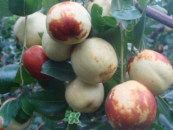 梨枣多少钱一斤,山西梨枣多少钱一斤 梨枣多少钱一斤,山西梨枣多少钱一斤