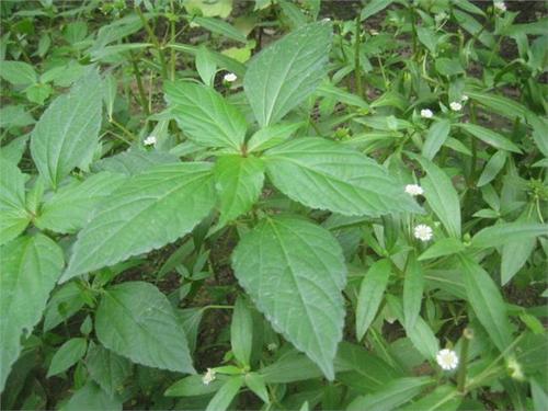 铁苋的营养价值(铁苋菜的药用价值)