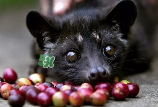 猫屎咖啡的价格,猫屎咖啡哪个牌子最好