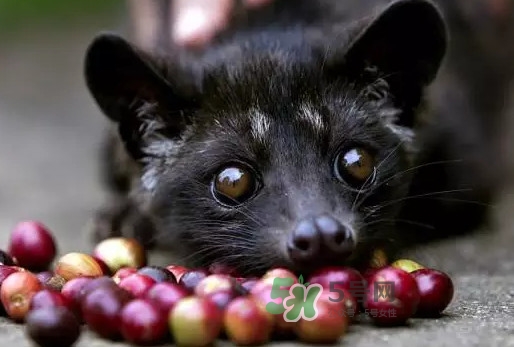 猫屎咖啡的价格,猫屎咖啡哪个牌子最好
