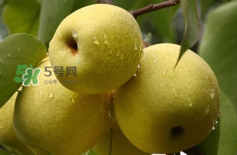 梨子有公母之分吗,公梨子和母梨子区别 梨子有公母之分吗,公梨子和母梨子区别