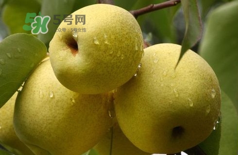 梨市场价多少钱一斤,一斤梨多少钱