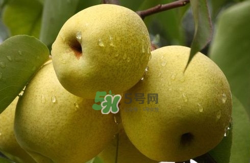 梨子是发物吗?,梨子是发物吗?过敏可以吃吗?