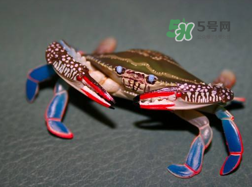 花蟹不能和什么一起吃?,花螃蟹不能和什么一起吃