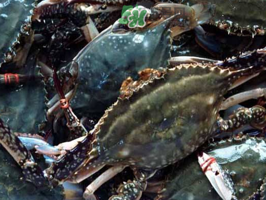 梭子蟹养殖的吗,梭子蟹有养殖的吗