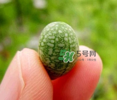 拇指西瓜哪里产的,拇指西瓜价格