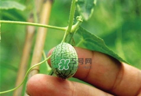 如何种植西瓜,拇指西瓜怎么种植方法