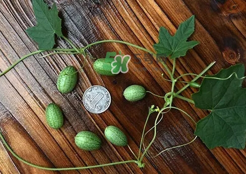 拇指西瓜多少钱一斤?,拇指西瓜价格